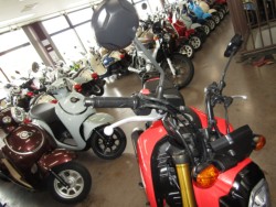 �z���_�O�����i���Q�����R�s�j�摜13