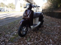 �z���_�W�����m�i�L�����L���s�������j�摜5