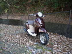 �z���_�W�����m�i�L�����L���s�������j�摜6