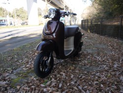 �z���_�W�����m�i�L�����L���s�������j�摜5